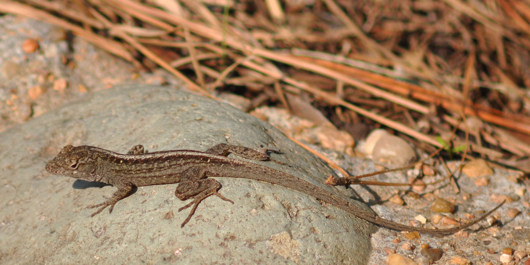 Image of Bahaman brown anole