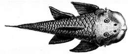 Image of Chaetostoma loborhynchos Tschudi 1846