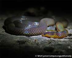 Image of Brown Reed Snake