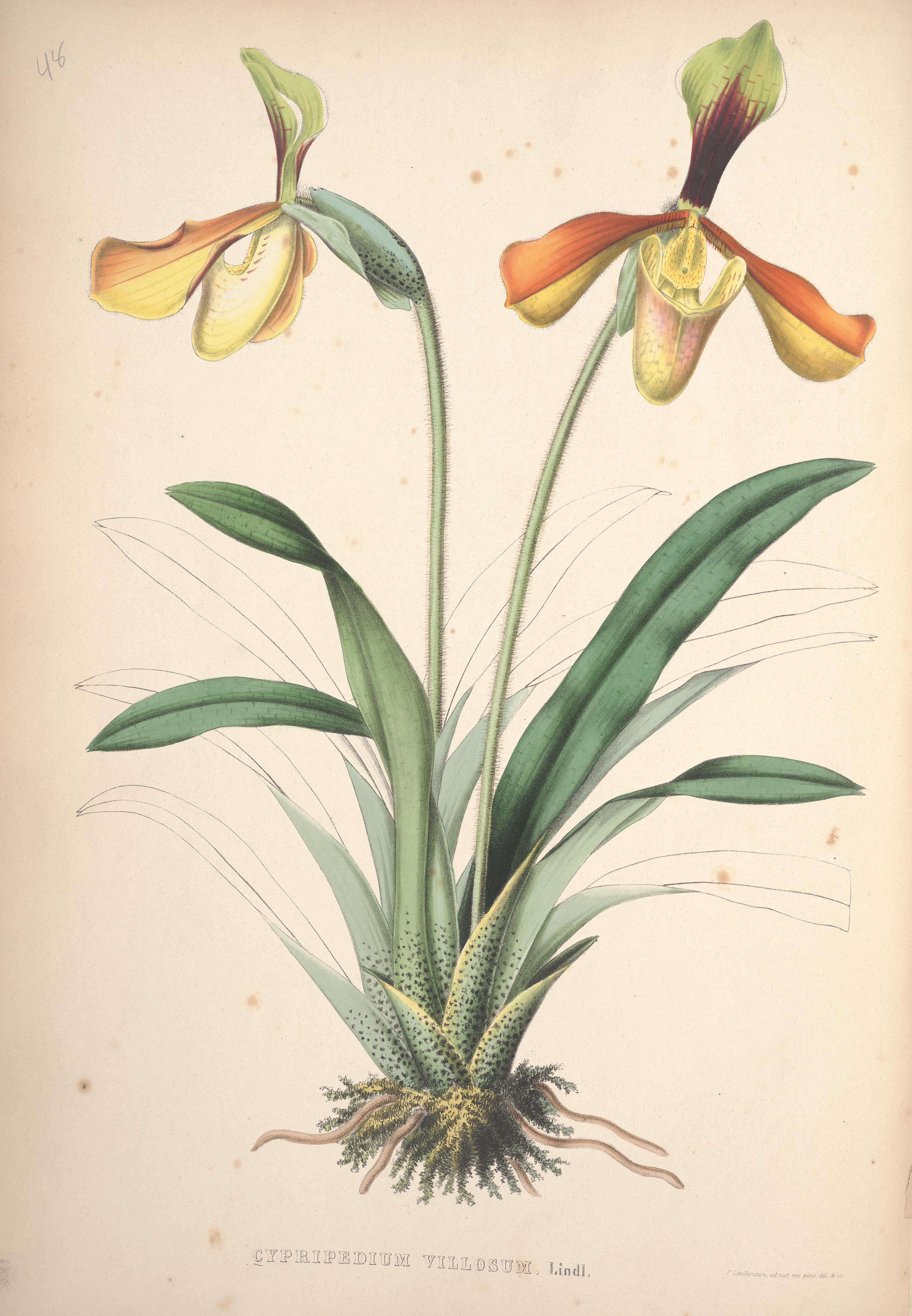 Image of Villose Paphiopedilum