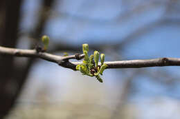 Image of Honey Locust