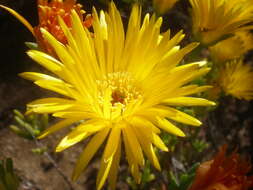 Image of Lampranthus aureus (L.) N. E. Br.