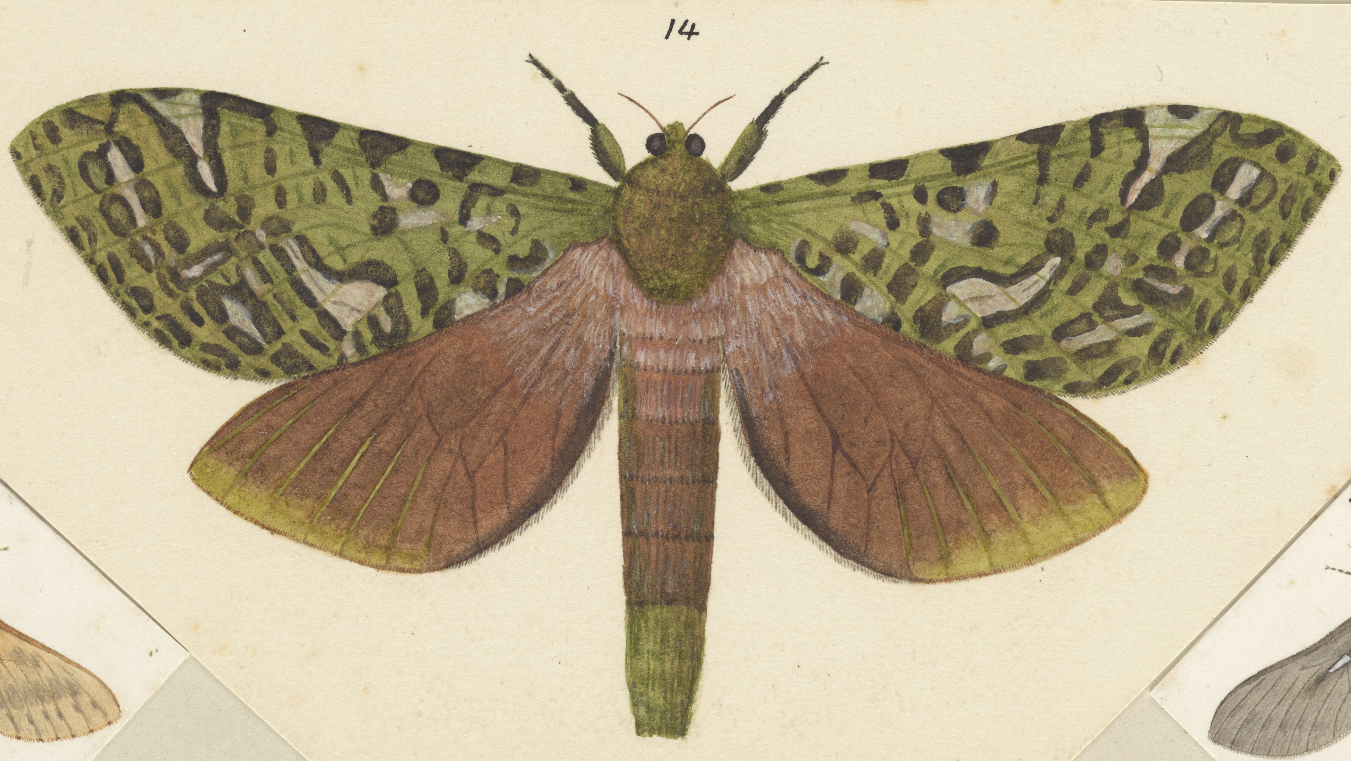 Image of Aenetus virescens