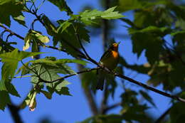 Image of Blackburnian Warbler