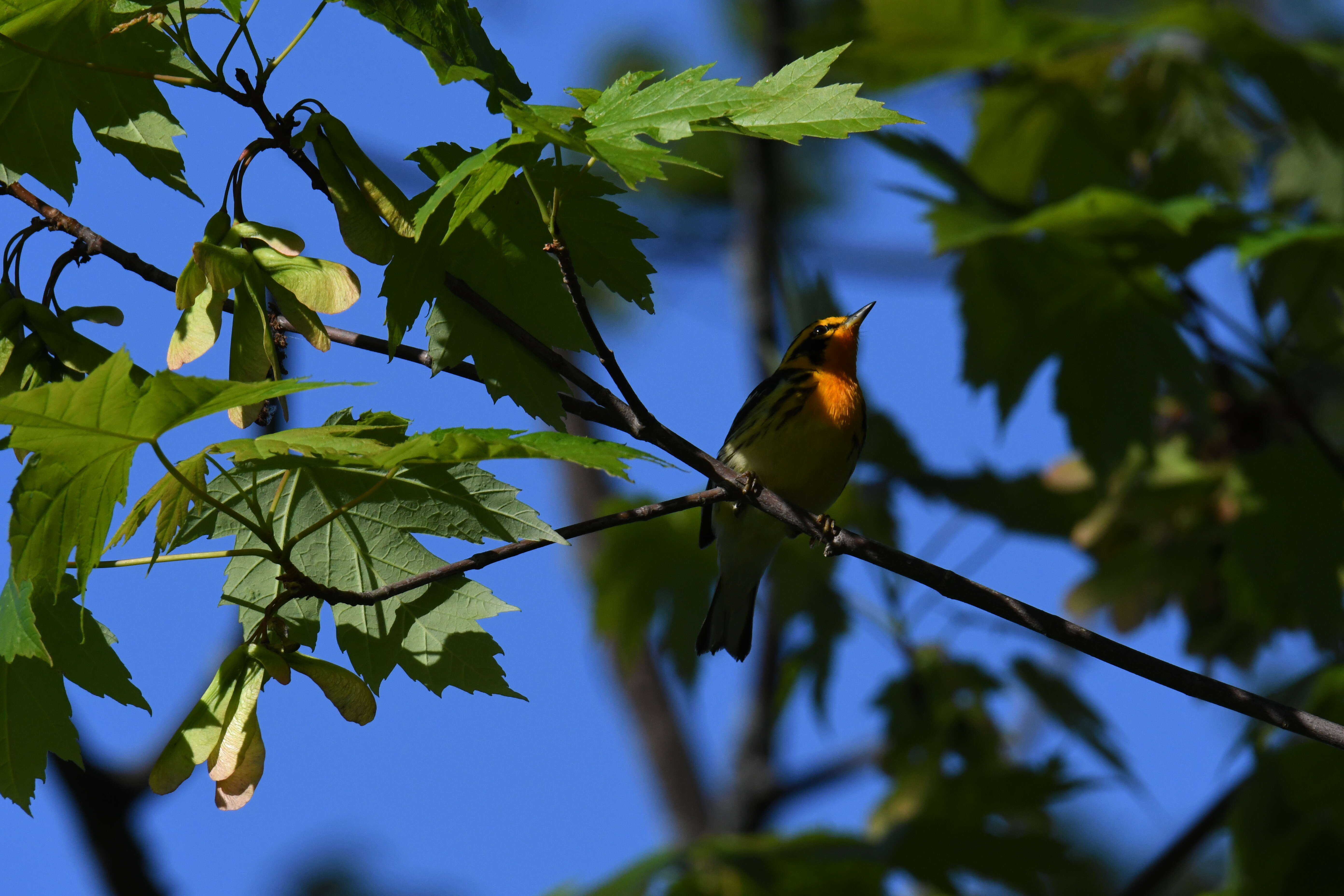 Image of Blackburnian Warbler