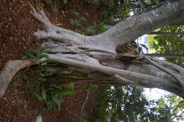 Image of Chinese banyan