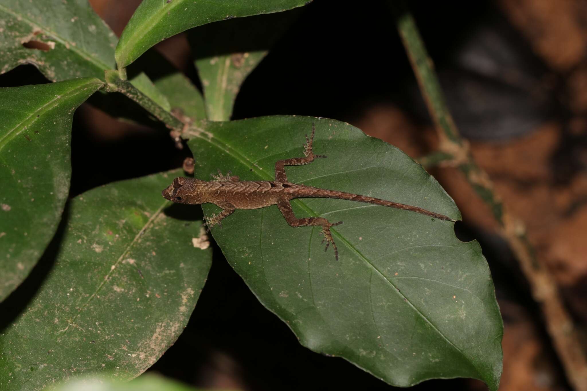 Image of Humble Anole