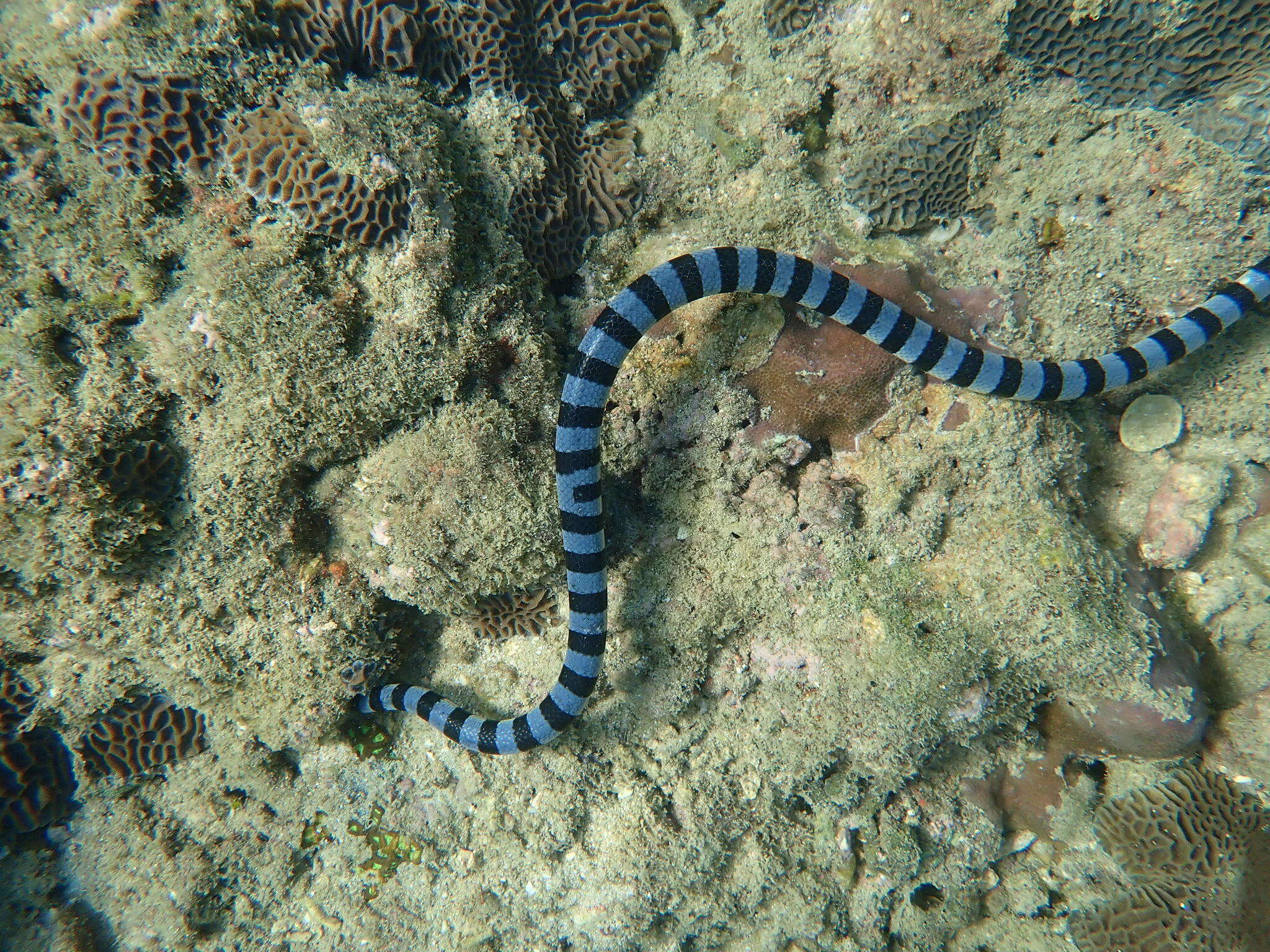 Image of Banded sea krait