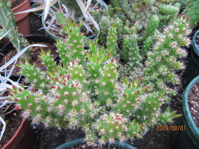 Image of cane cactus