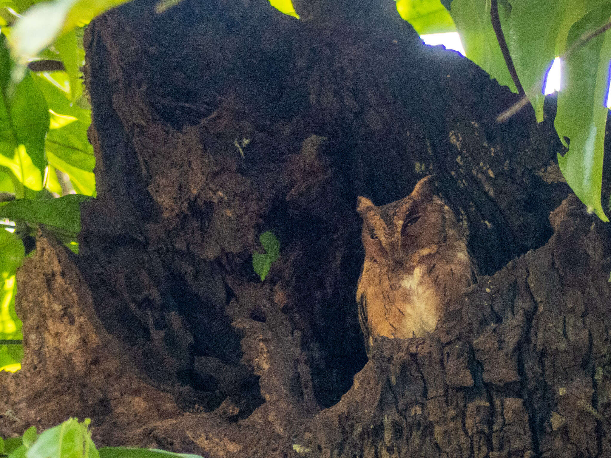 Image of Indian Scops Owl