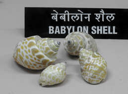 Image of Babyloniidae