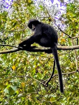 Image of Banded Langur