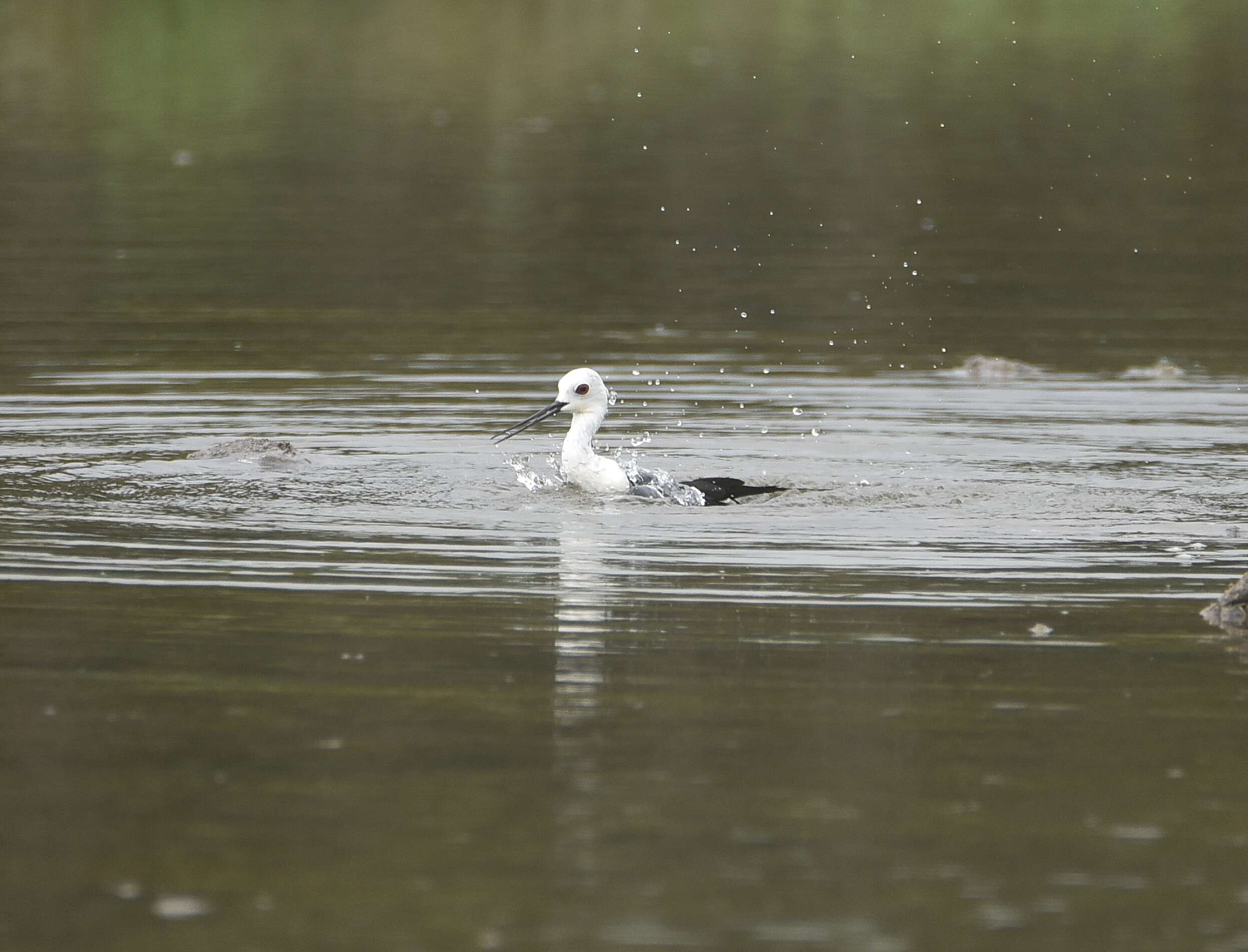 Image of Black-winged Stilt