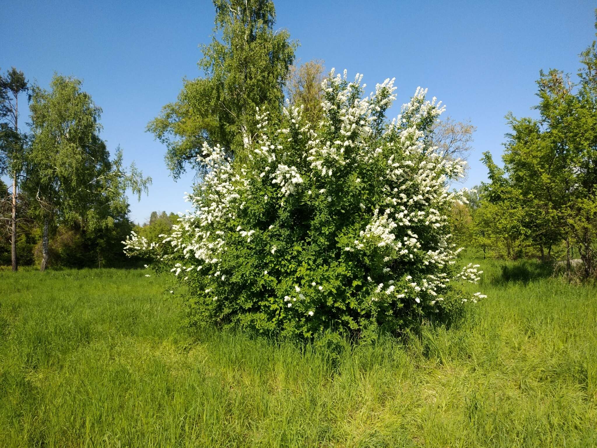 Image of common pearlbrush