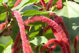 Imagem de Acalypha hispida Burm. fil.