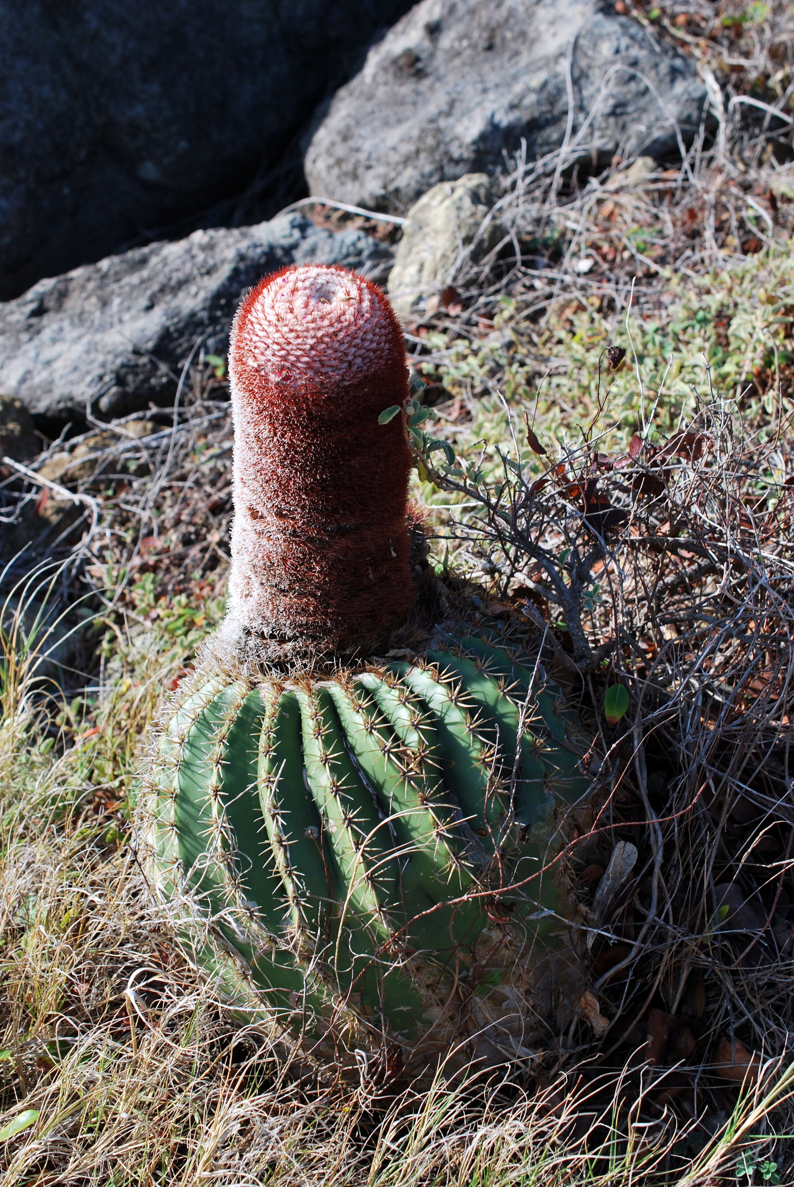 Image of Barrel Cactus