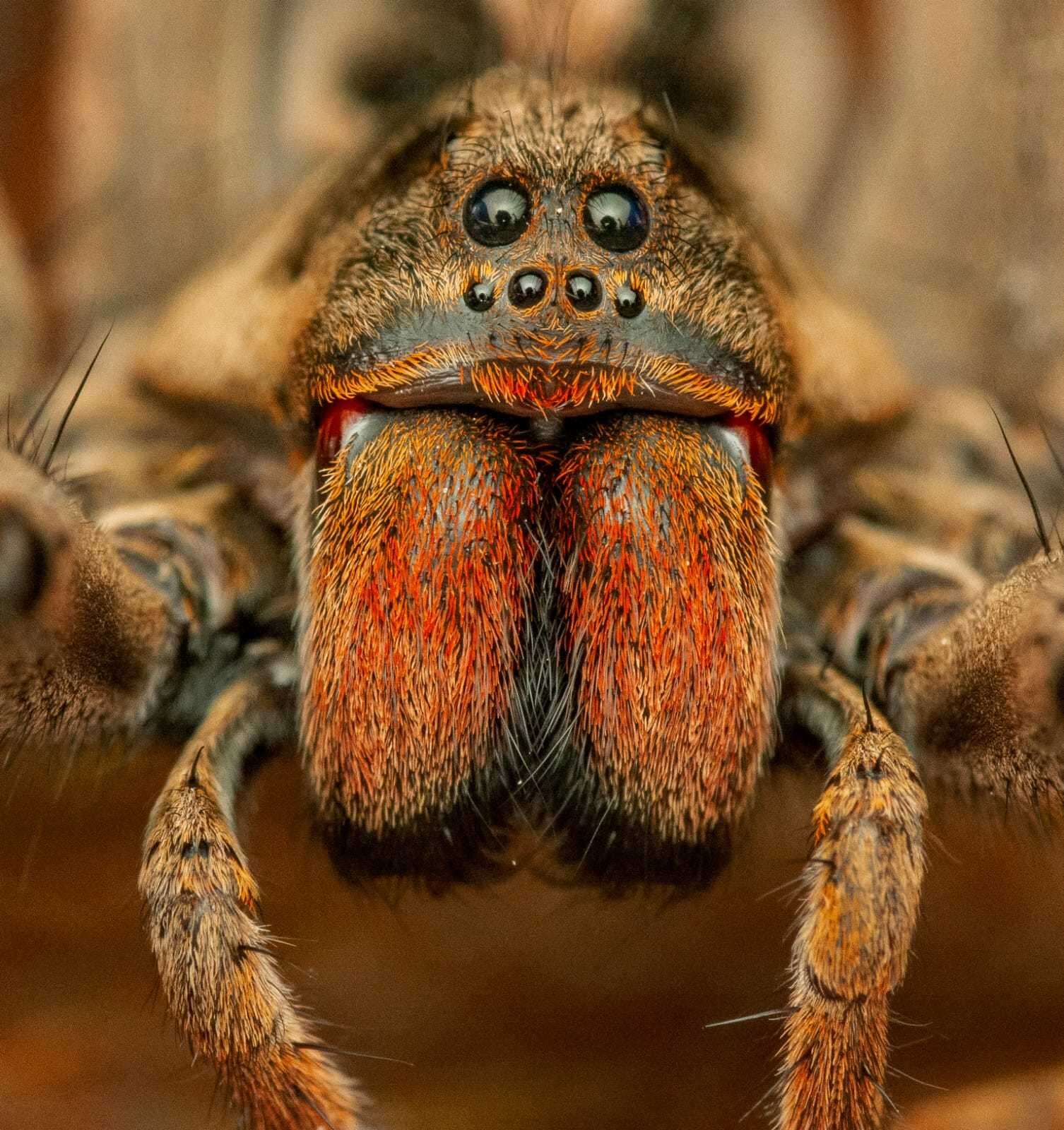 Imagem de Lycosa erythrognatha Lucas 1836