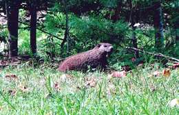 Sivun Marmota subgen. Marmota Blumenbach 1779 kuva