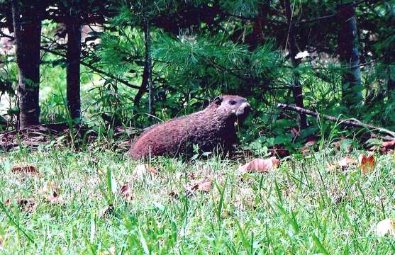 Sivun Marmota subgen. Marmota Blumenbach 1779 kuva