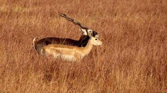 Image of Blackbuck