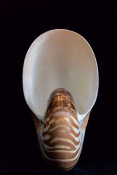 Image of chambered nautilus