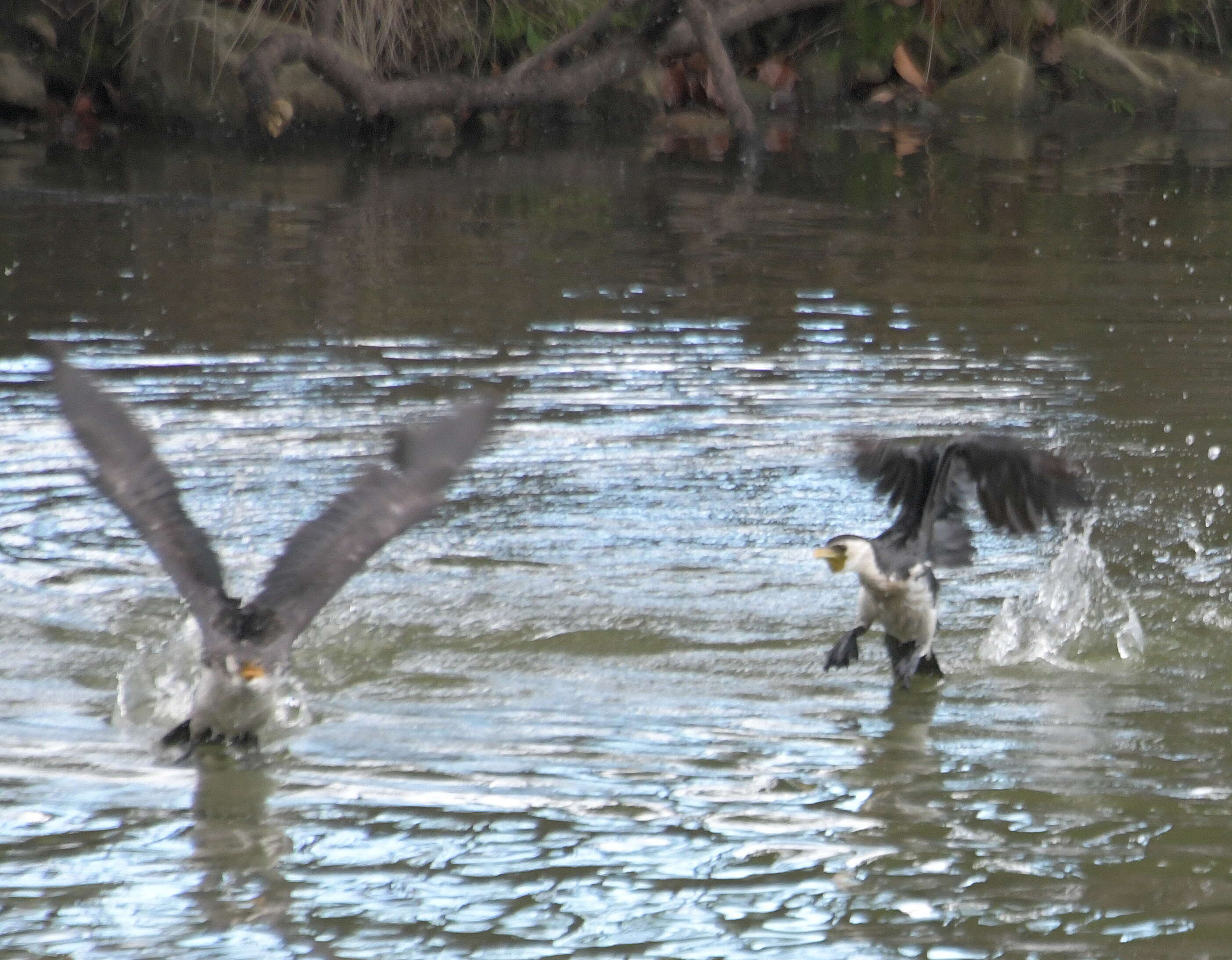 Image of Little Pied Cormorant