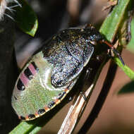 Image of Piezodorus lituratus (Fabricius 1794)