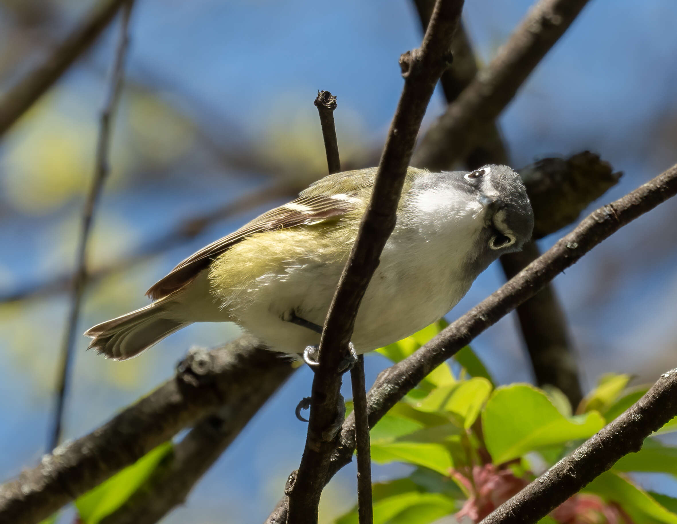 Image of Blue-headed Vireo