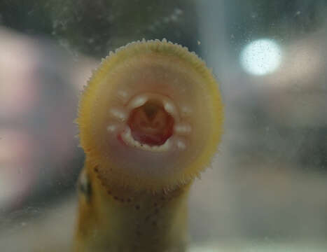 Image of European brook lamprey