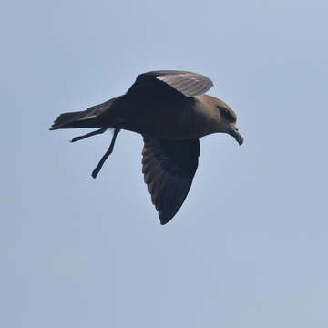 Image of Great-winged Petrel