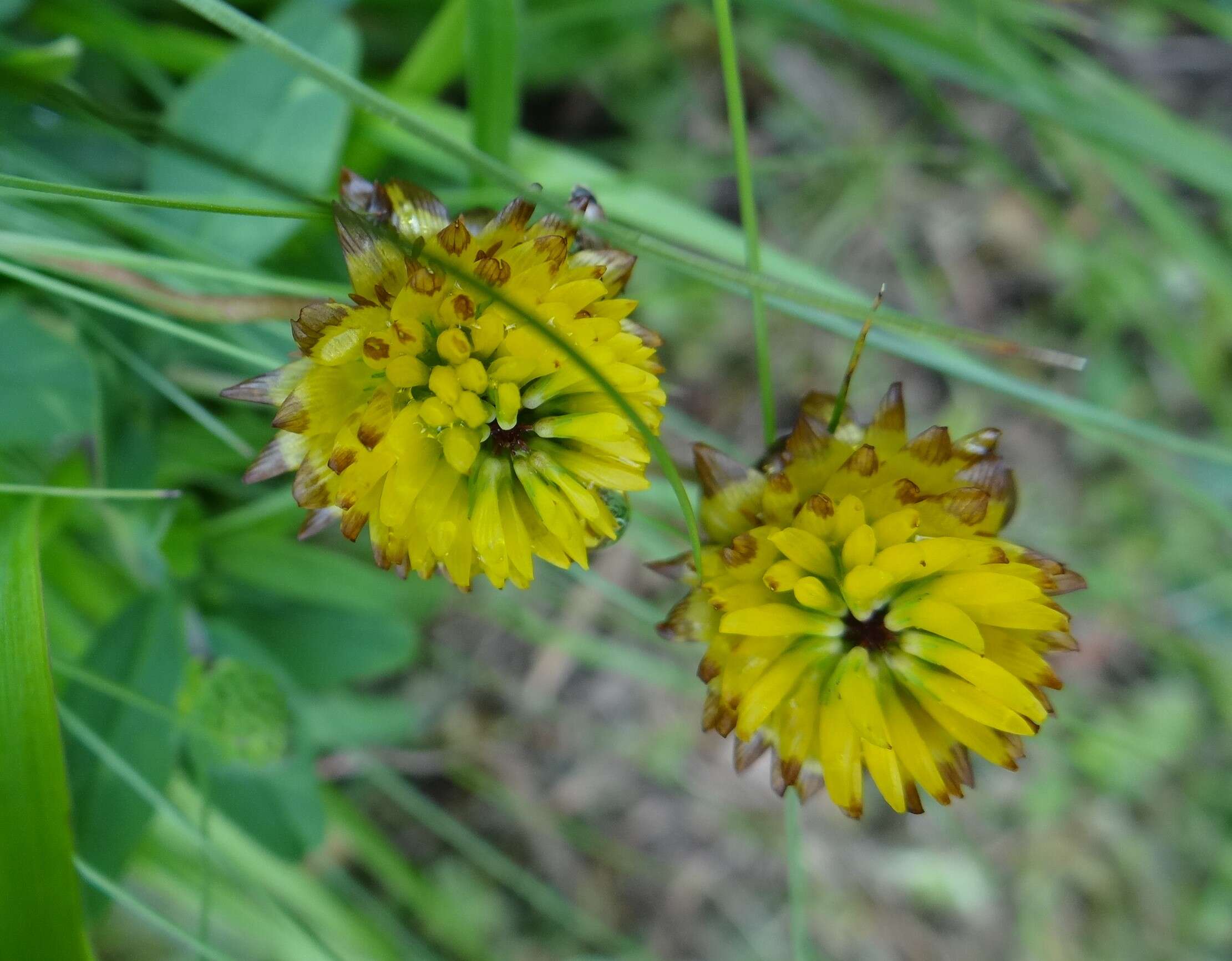 Sivun Trifolium badium Schreb. kuva