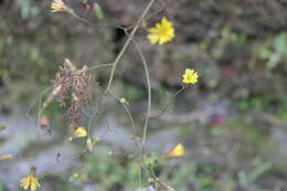 Image of Oriental false hawksbeard