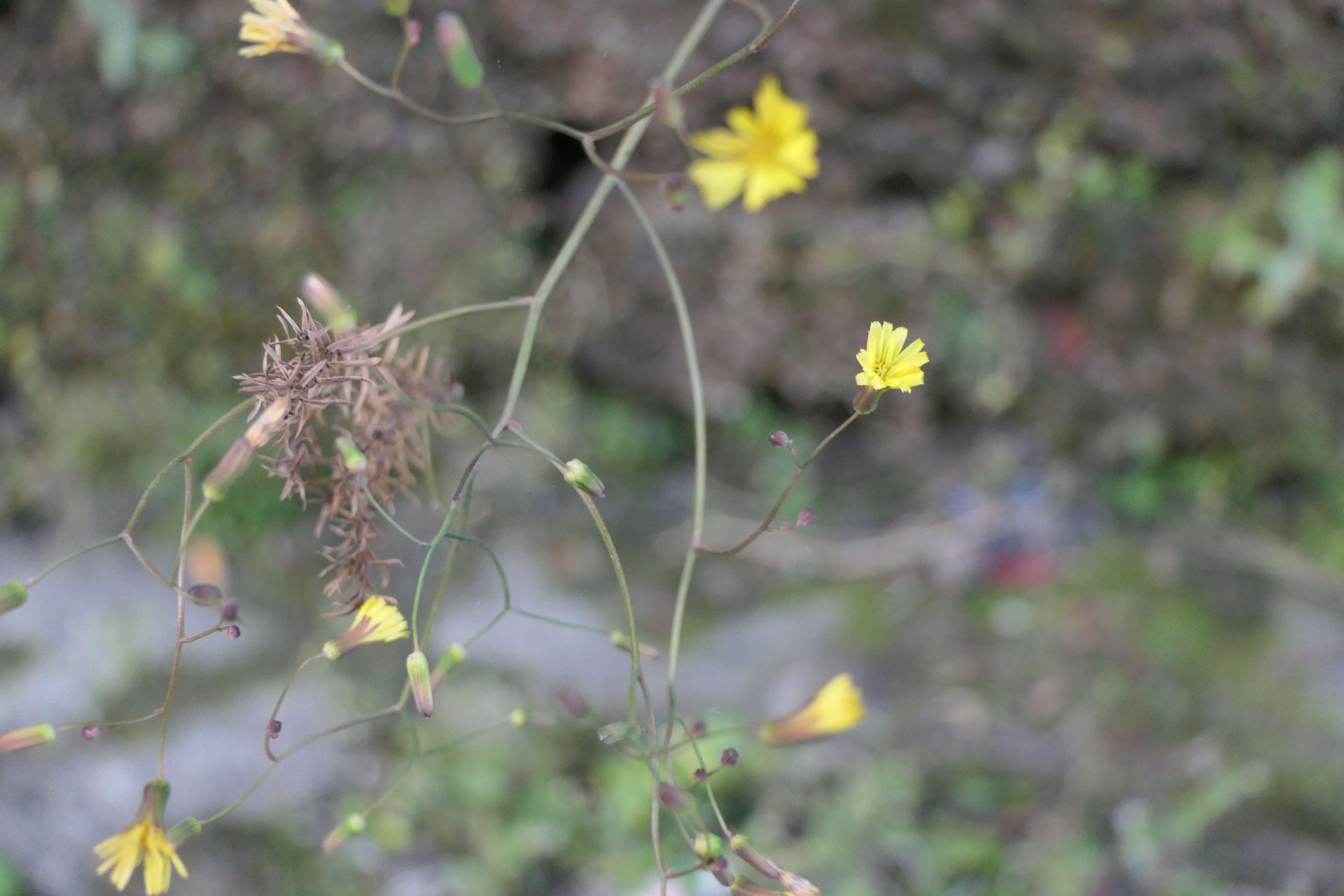 Image of Oriental false hawksbeard