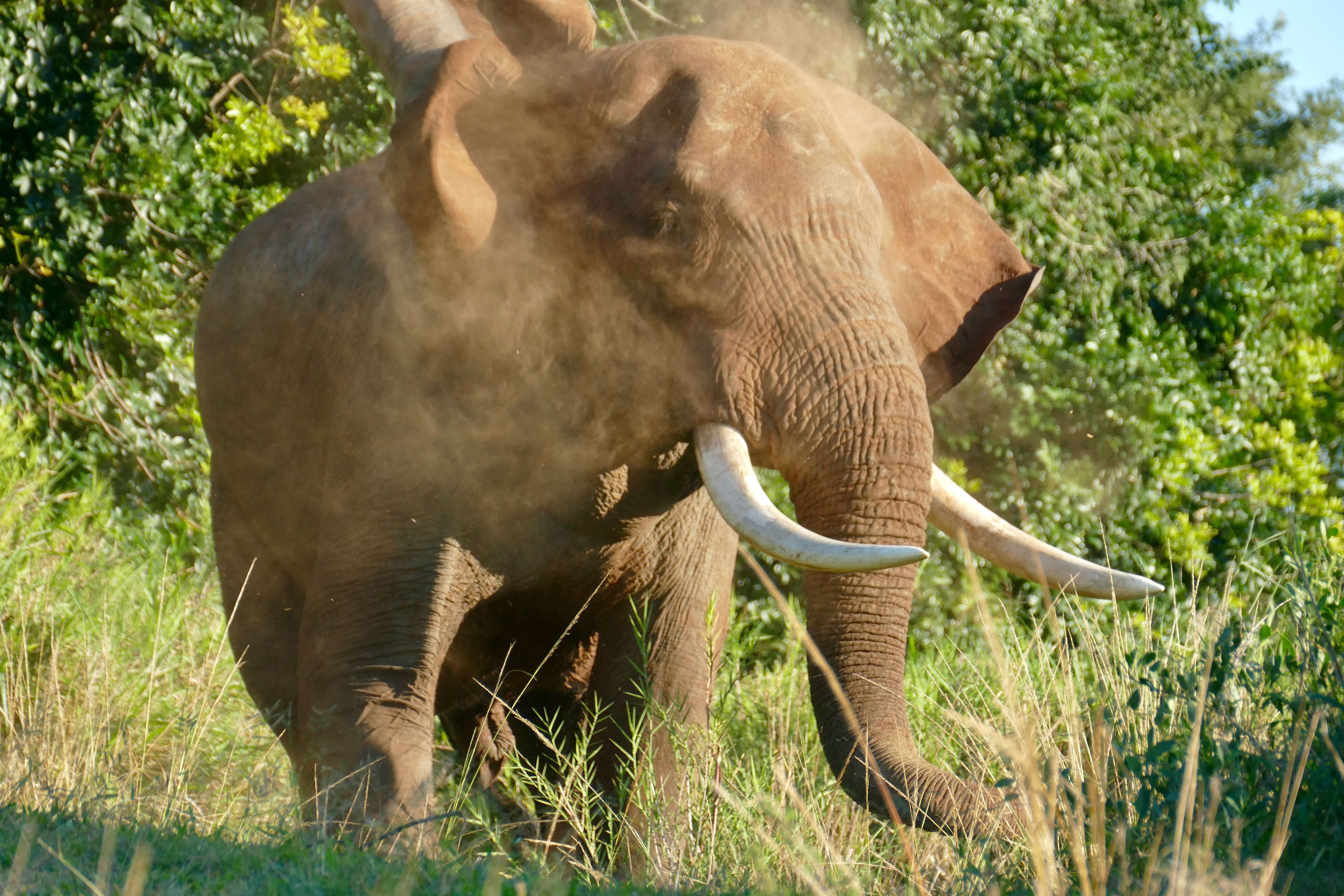 Image of African bush elephant