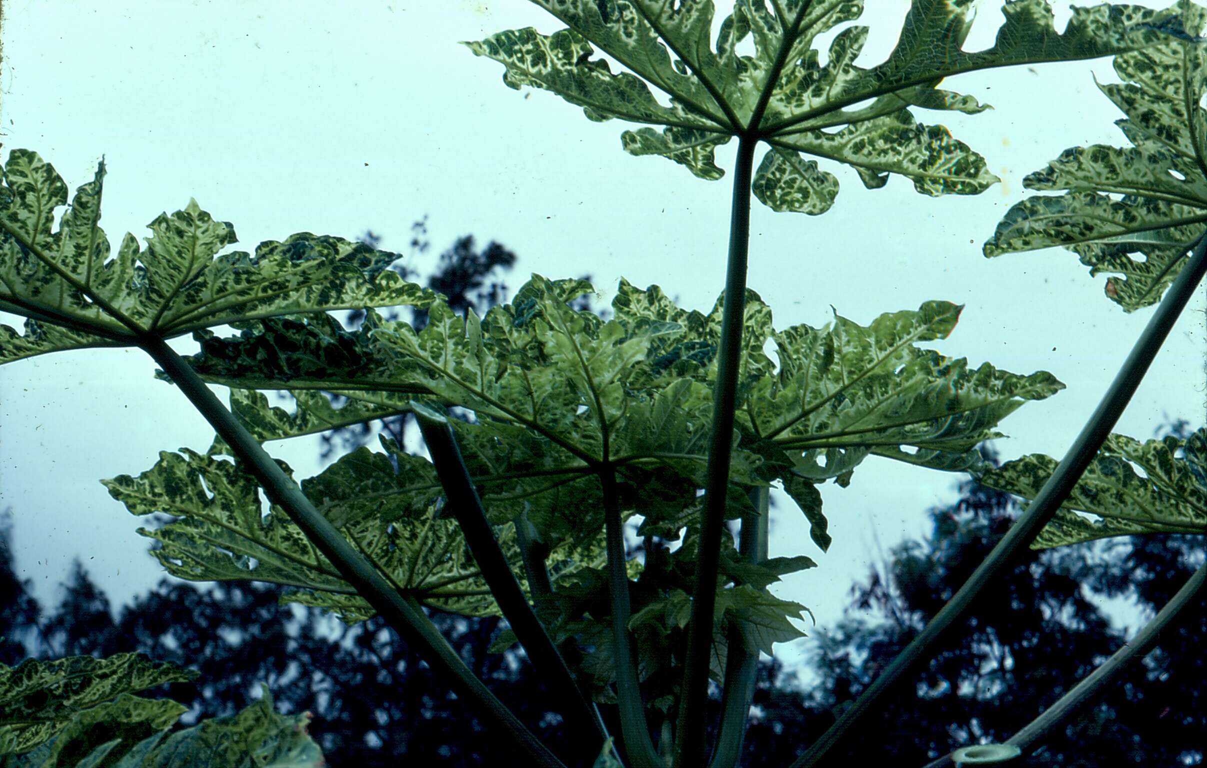 Image of Papaya ringspot virus