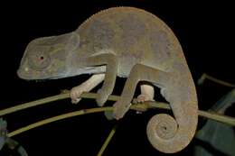 Image of Common African Flap-necked Chameleon