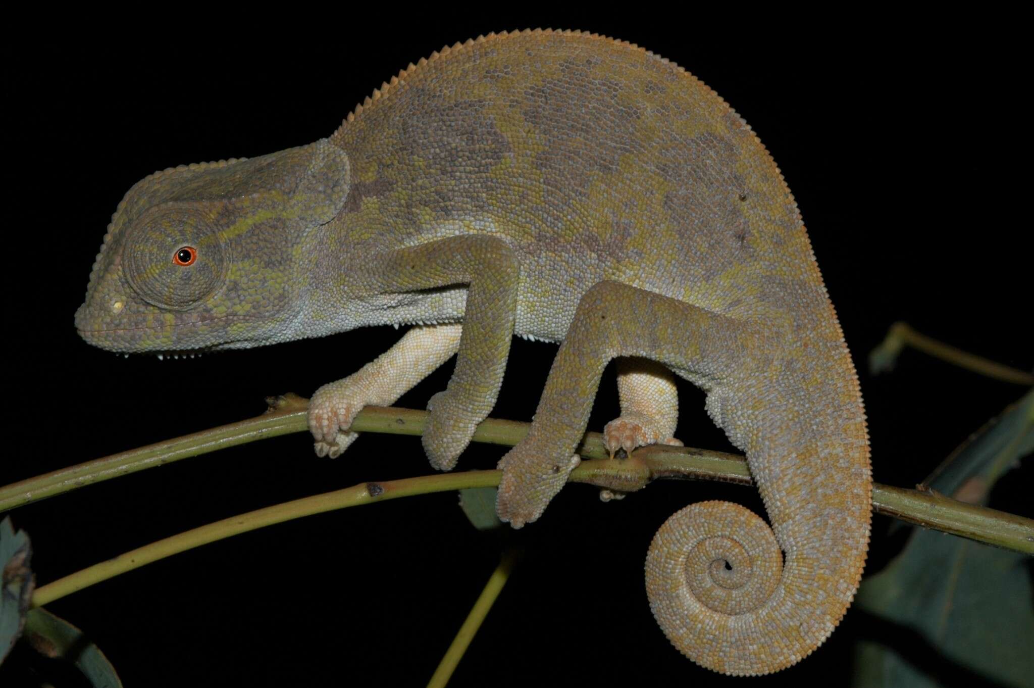 Image of Common African Flap-necked Chameleon