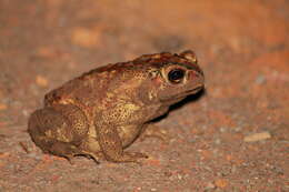 Image of Asian black-spined toad