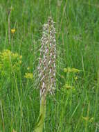 Himantoglossum hircinum (L.) Spreng. resmi