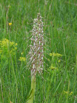 Himantoglossum hircinum (L.) Spreng. resmi