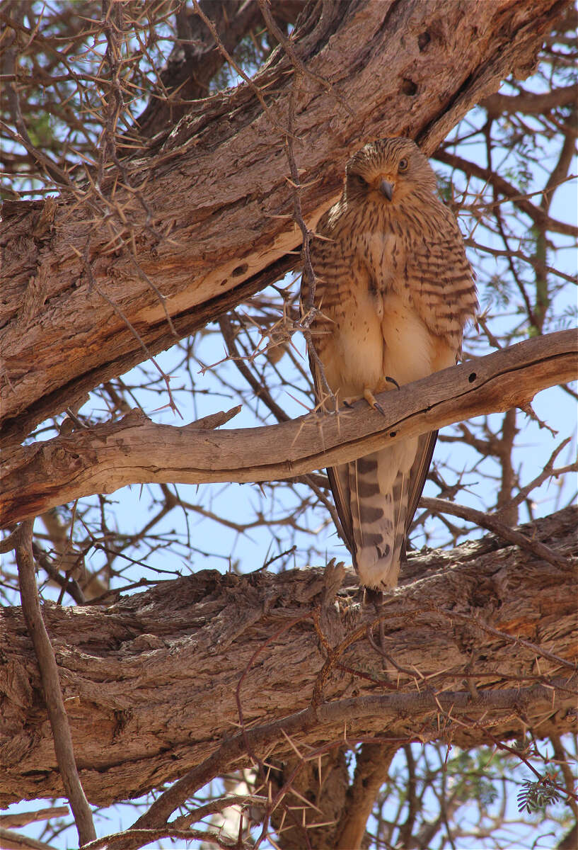 صورة Falco rupicoloides Smith & A 1829