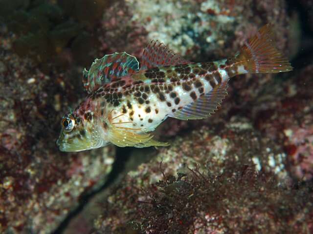 Pseudoblennius zonostigma Jordan & Starks 1904 resmi