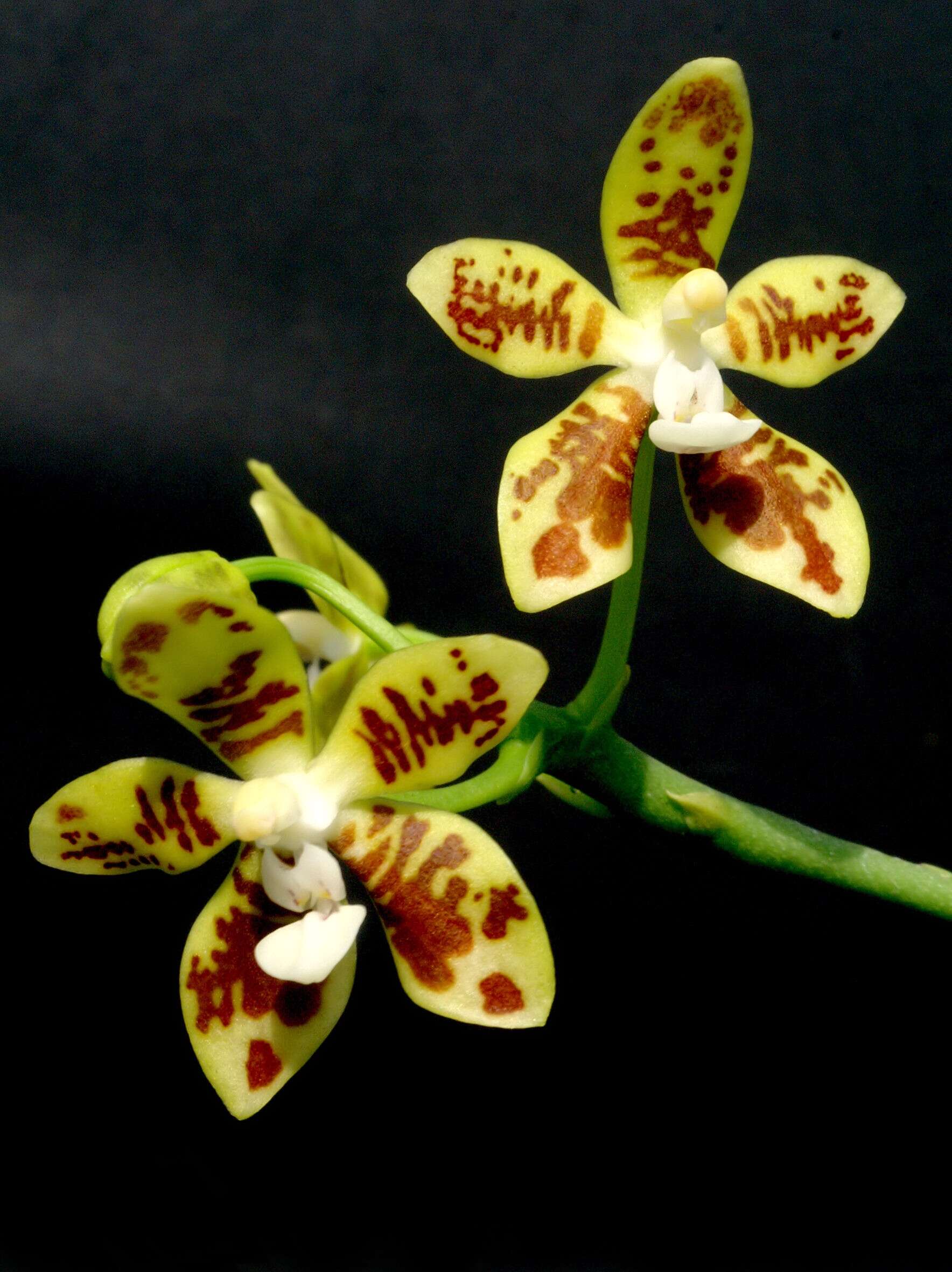 Image of Phalaenopsis viridis J. J. Sm.