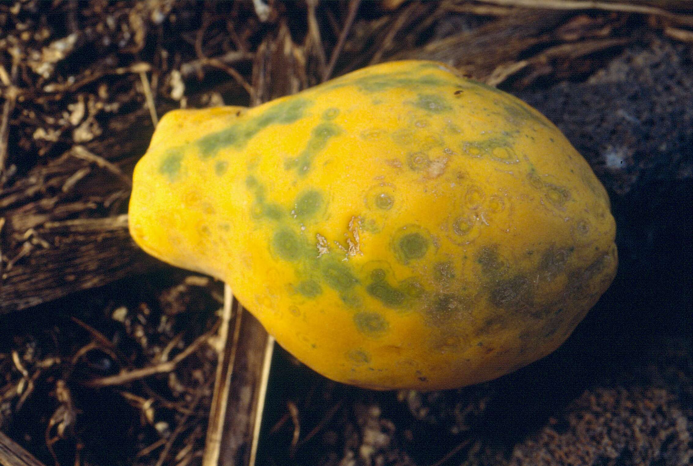 Image of Papaya ringspot virus