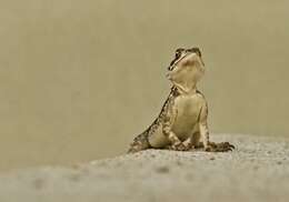 صورة Agama lionotus Boulenger 1896