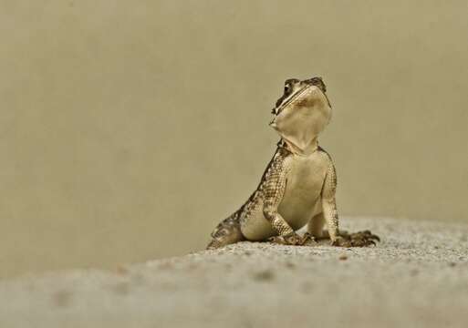 Image of Kenya Rock Agama