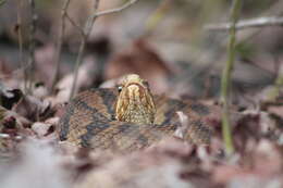 Image of Cottonmouth