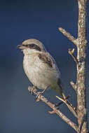 Image of Brown Shrike