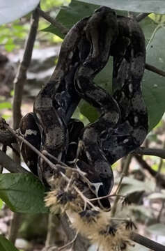 Image of Central American Boa