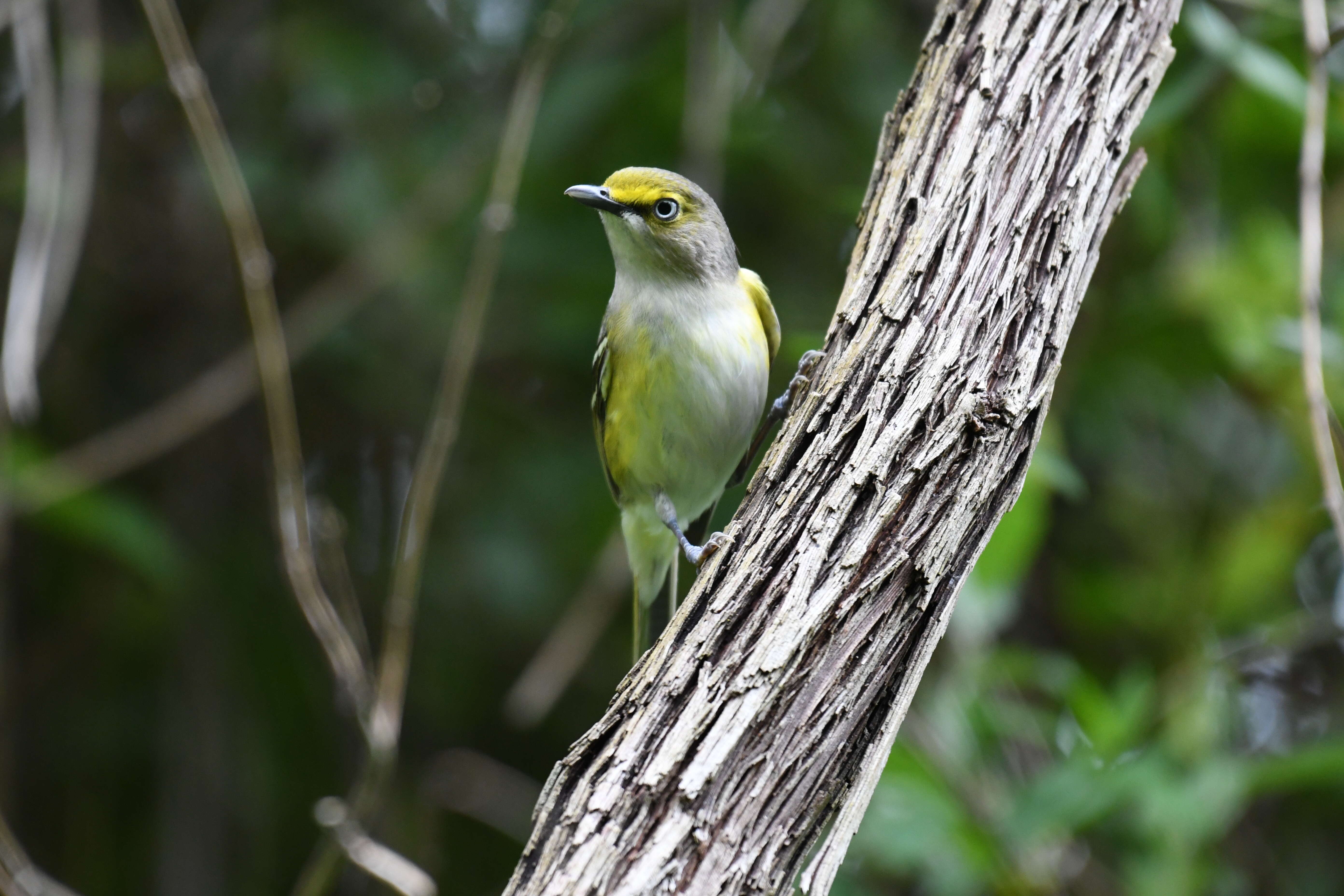 Слика од Vireo griseus (Boddaert 1783)